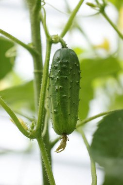 Bir dalda salatalık