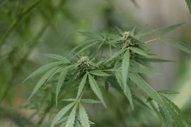 Bahçede yeşil kenevir yaprağı