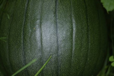 Bahçedeki balkabağı, Cadılar Bayramı balkabağı