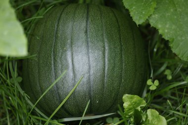 green watermelon in a field.
