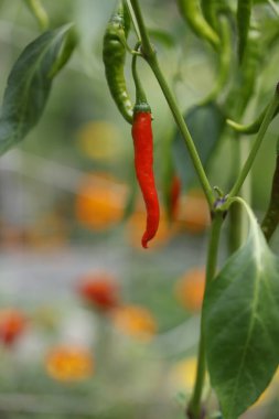 Bahçede yeşil biber bitkisi