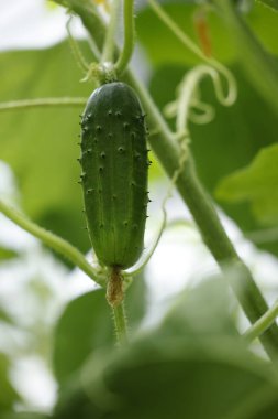 # Bahçedeki ağaçta salatalık #