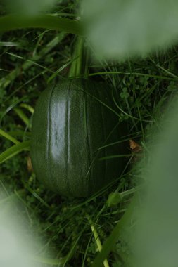 Taze olgun balkabağı yeşil çimen arka planda