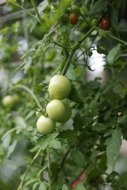 Bahçede yetişen domatesler, organik sebzeler.