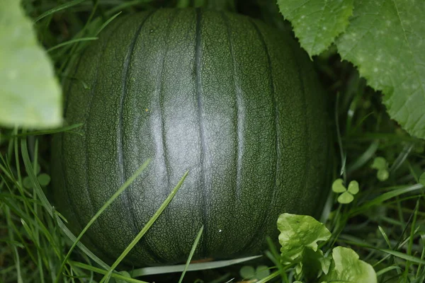 green watermelon in a field.