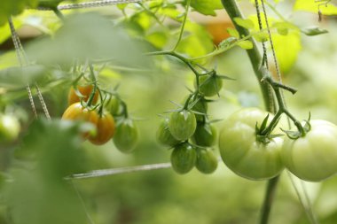 yeşil domatesler sebze serasında