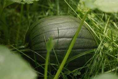 Bahçedeki yeşil çimlerin üzerinde taze yeşil balkabağı