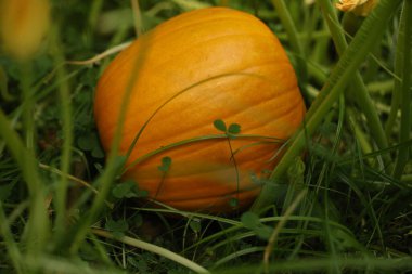 Sonbaharda yeşil çimlerde bal kabağı