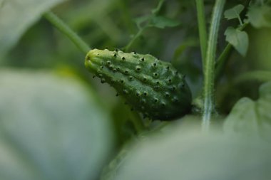 Yeşil bir tırtılın yanına.