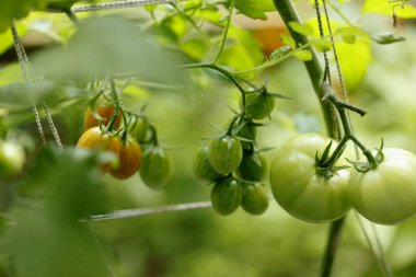 Sebze bahçesinde büyüyen domatesler