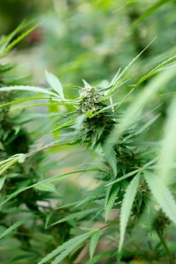 Bir çiftlikteki kenevir yaprağını kapat, kenevir bitkisini