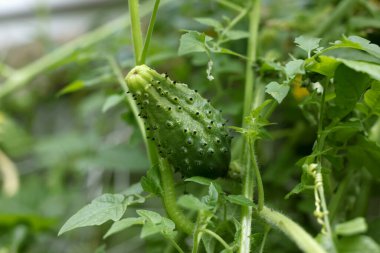 Bahçede salatalık.