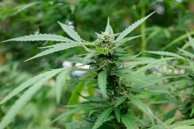 Marihuana bitkisi dışarıda yetişiyor, kapatın.