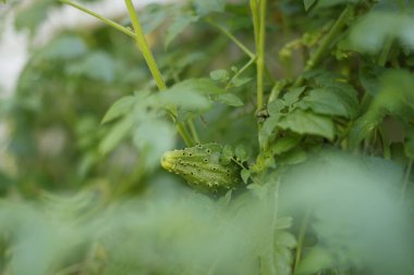 Ağaçtaki yeşil yapraklar