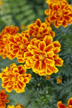 Bahçedeki güzel sarı çiçekler