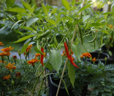 Bahçedeki ağaçta asılı kırmızı biber.