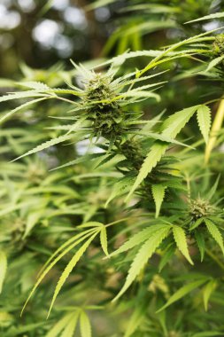 Bahçede yeşil marihuana, kenevir