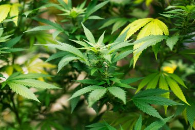 Esrar yaprakları güneşte