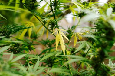 Esrar yaprakları, bahçedeki marihuana bitkileri, güzel yeşil arka plan..