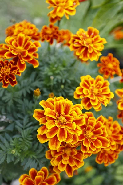 Şehir parkındaki bir çiçeklikte sarı kasımpatı. Kapat. yüksek kaliteli fotoğraf