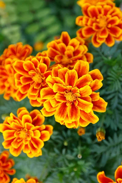 Bahçedeki güzel sarı çiçekler