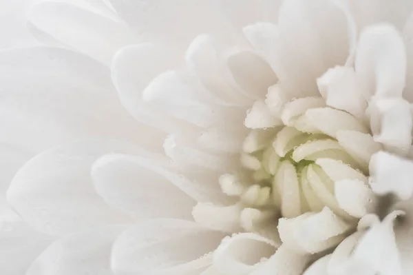 Vita krysantemum närbild — Stockfoto