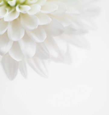 Beyaz kasımpatı. Yaklaş.