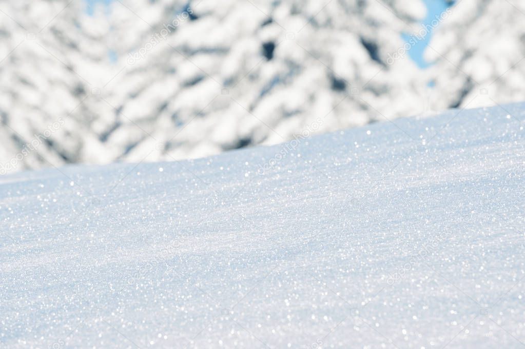 Mountain winter forest