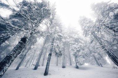 Karlı ağaçlarla kaplı kış manzarası
