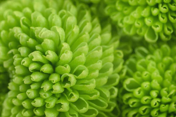 Green flower macro — Stock Photo, Image