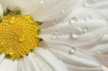Çiy damlaları ile Papatya makro