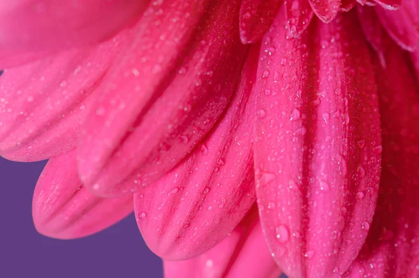 Gerbera rose sur fond violet — Photo