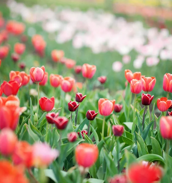 Rote Tulpen aus nächster Nähe — Stockfoto