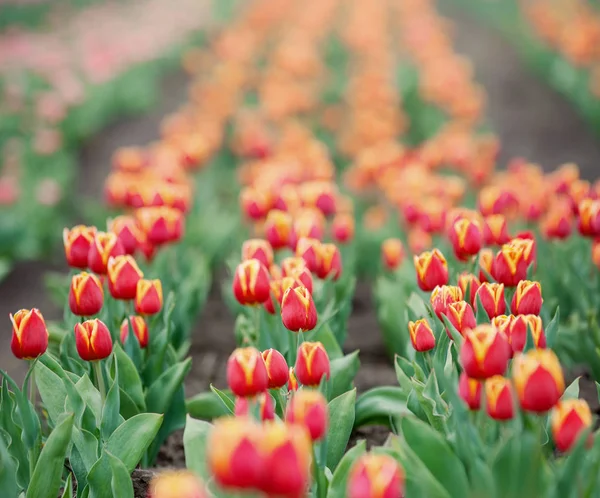 Rote Tulpen aus nächster Nähe — Stockfoto