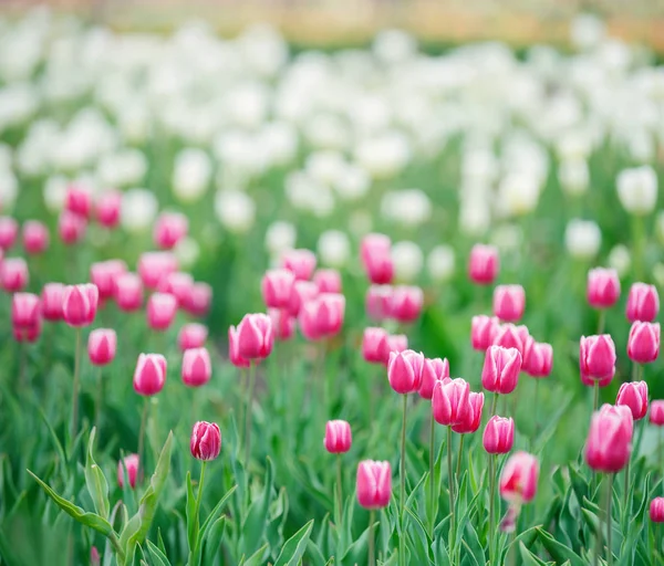 Rosa Tulpen in Großaufnahme — Stockfoto