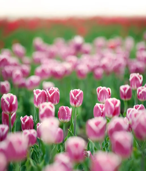 Rosa Tulpen in Großaufnahme — Stockfoto