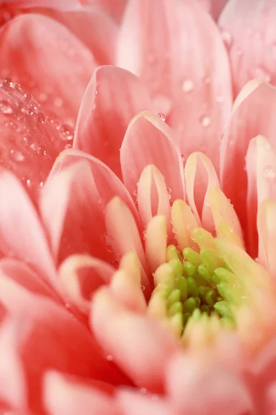 Chrysanthème rouge gros plan — Photo