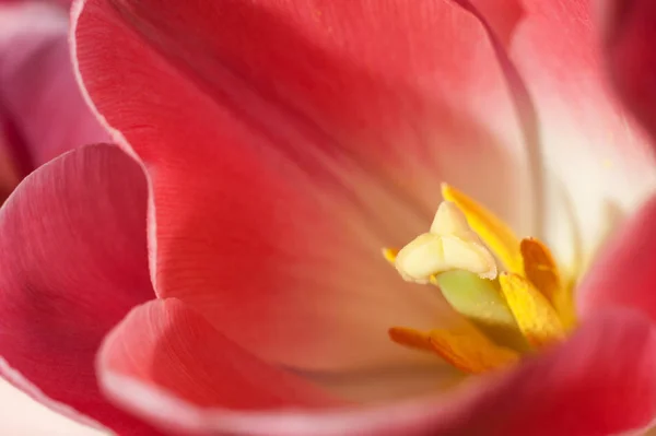 Rosa und orange Tulpenmakro — Stockfoto