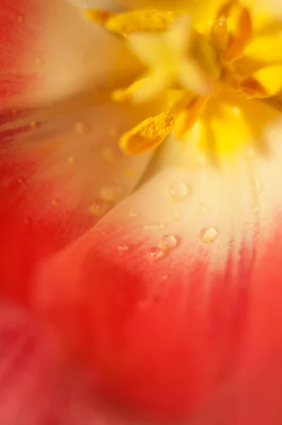 Macro tulipe rouge et jaune avec gouttes d'eau — Photo