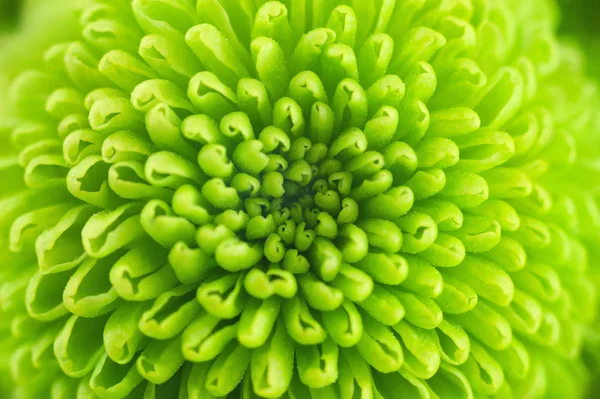緑菊クローズアップ ロイヤリティフリーのストック写真