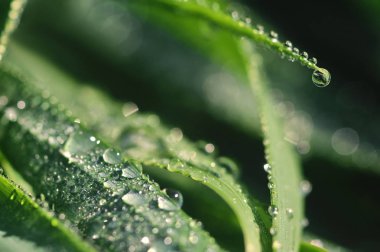 Çiyli yeşil çimenler