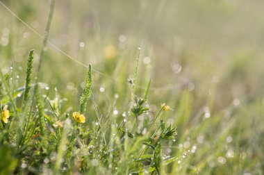 Çiy ile çayır çiçekleri