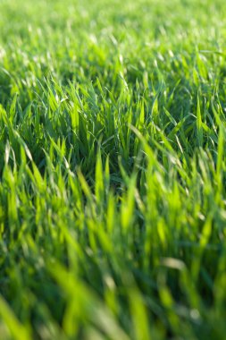 Yeşil genç buğday yakın