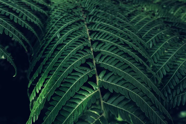 Fern backround. Green fern leaves in the forest