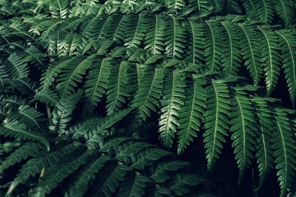 Fern backround. Hojas de helecho verde en el bosque Fotos De Stock