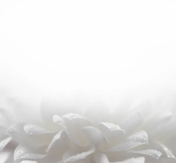 白い菊背景 ストック写真