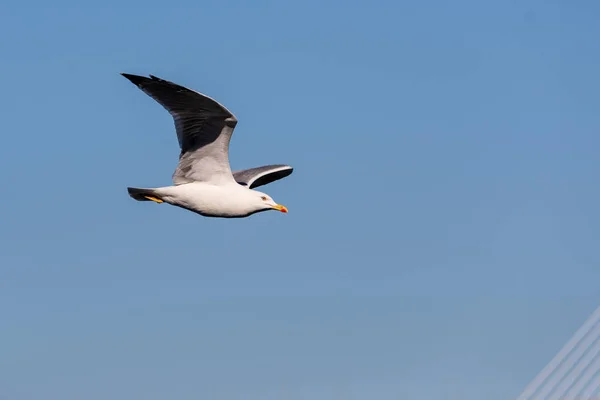 Mouette Volant Vers Pont Cadix — Photo