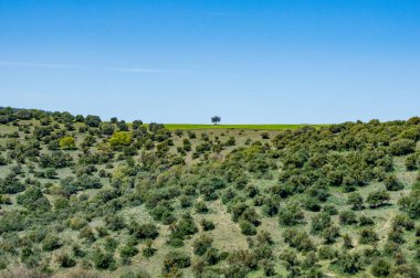 Tam tersi alır ağaç