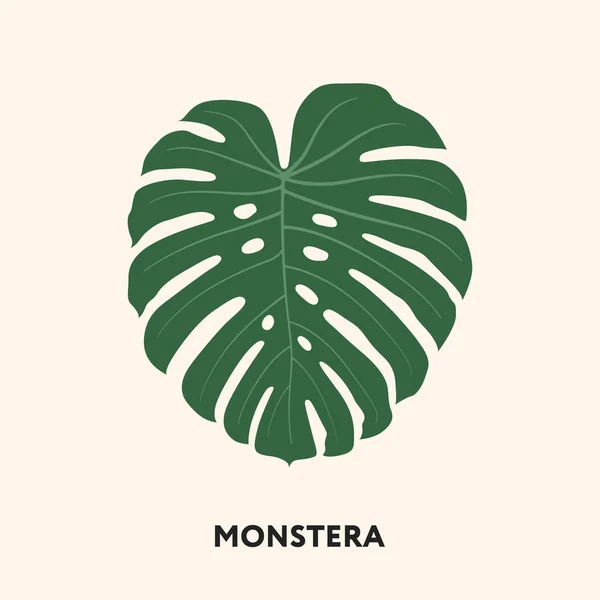 Monstera Tropical Jungle Plant Green Big Palm Leaf Inglês Ilustração —  Vetores de Stock