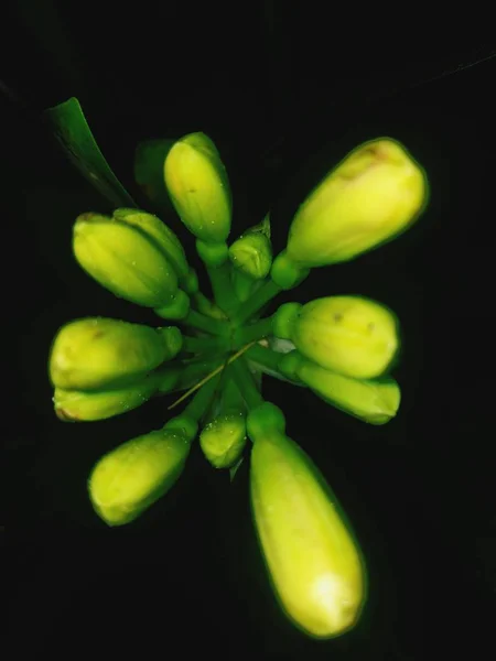 Skönhet Naturen Utomhus — Stockfoto